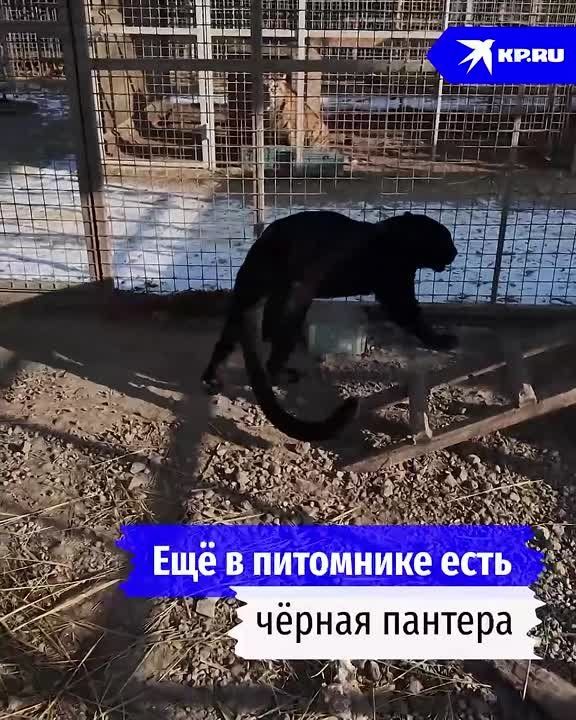 ,  ,     :       