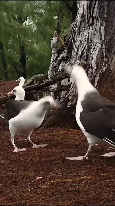  , !