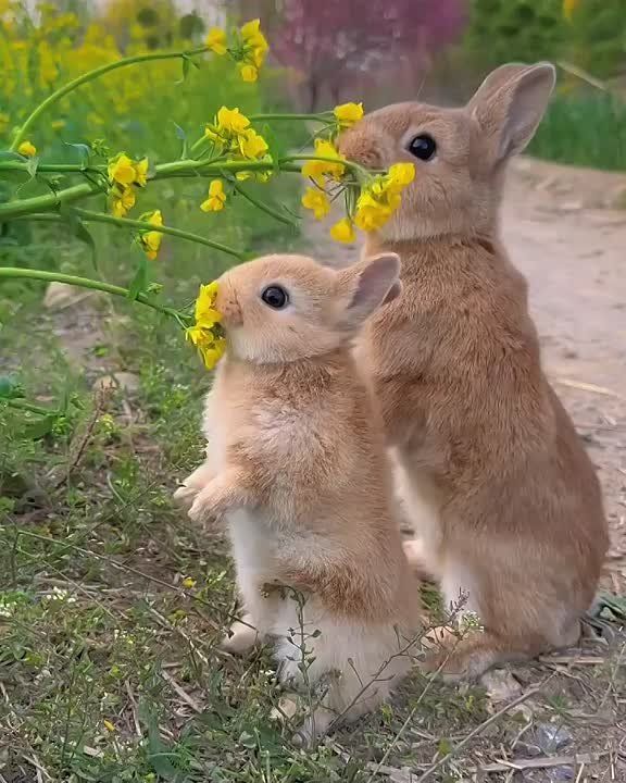   , !