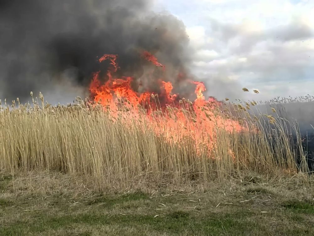 На прошлой неделе в селе Камышеватом Мангушского округа горел камыш и сухостой на площади 10 га. Для ликвидации пожара был задействован 16-й ПСО ФПС ГПС по Донецкой Народной Республике, отделение 97-й ПСЧ и отделение 98-й...