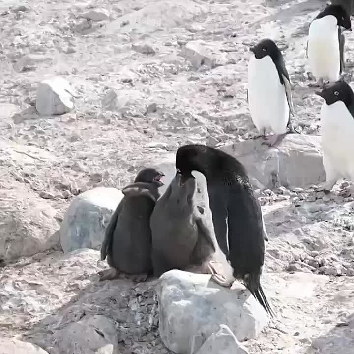   , !