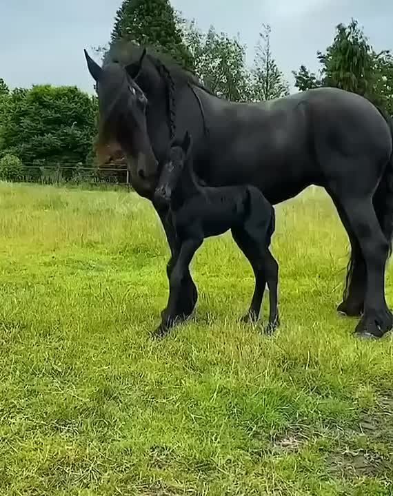   , !