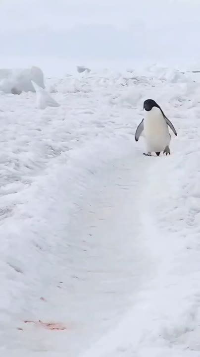   , !