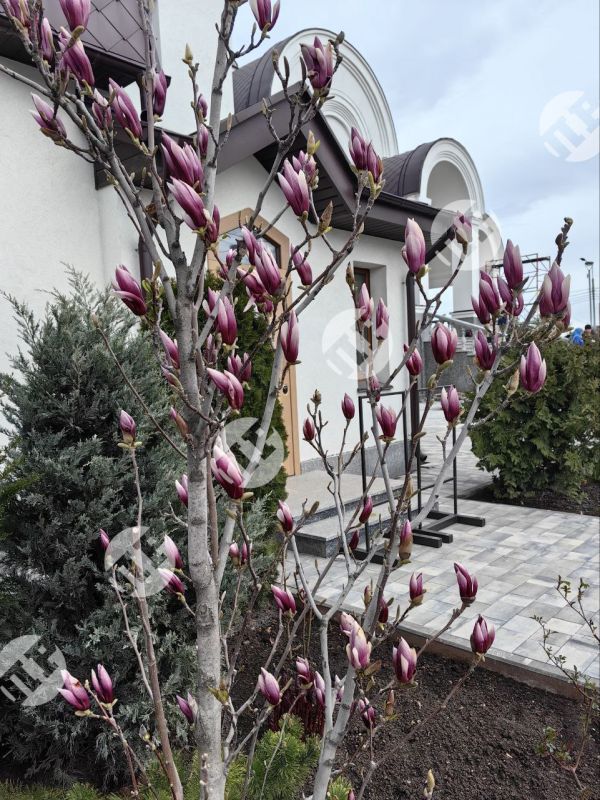 Заморозки позади, в Мариуполе скоро расцветет магнолия