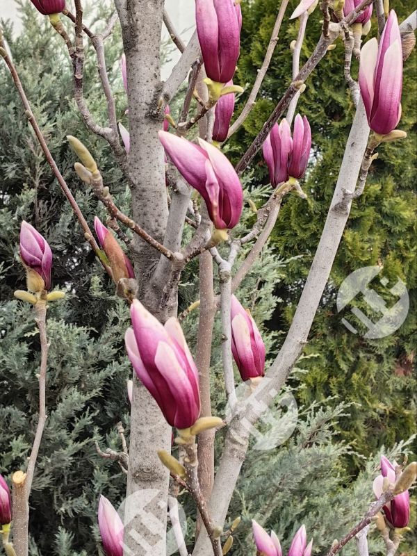 Заморозки позади, в Мариуполе скоро расцветет магнолия Заморозки позади, в Мариуполе скоро расцветет магнолия