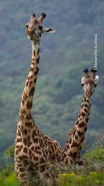 Спокойной ночи, Мариуполь!