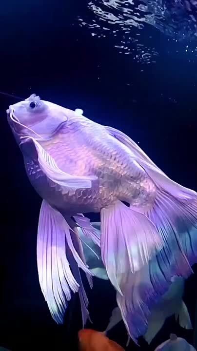  , !