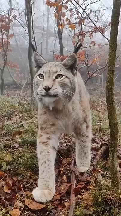   , !