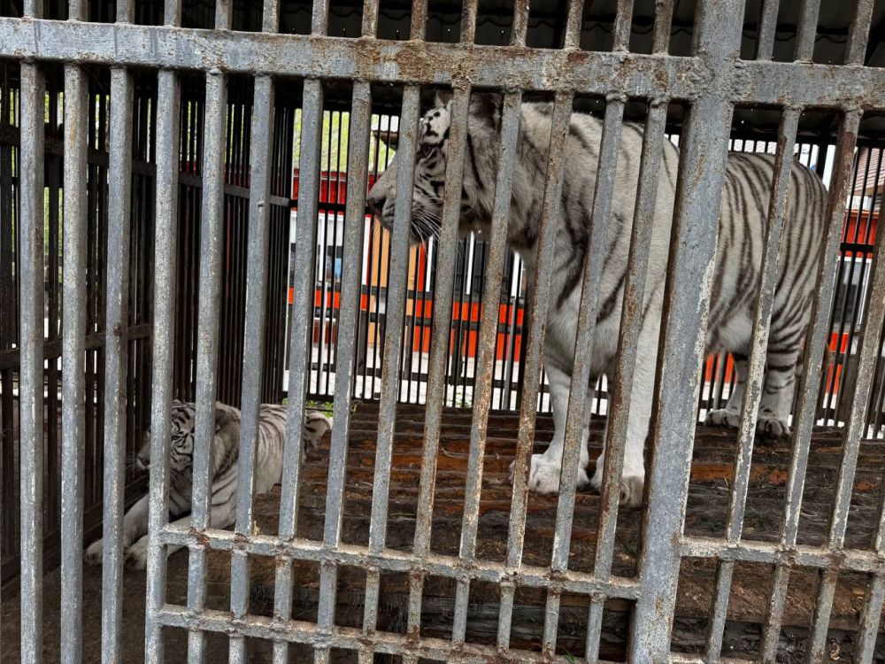 Скончался на месте: на сотрудника мариупольского зоопарка напал тигр Скончался на месте: на сотрудника мариупольского зоопарка напал тигр