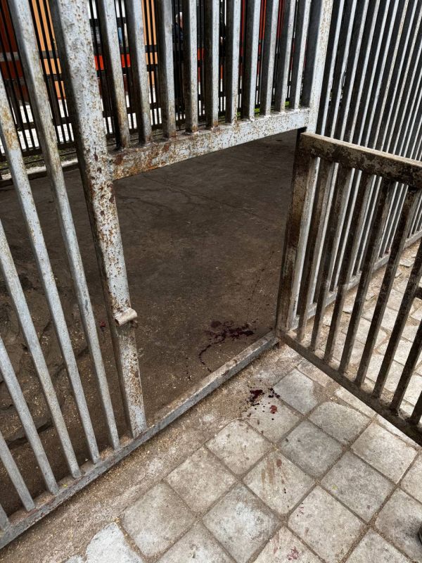 Белый тигр растерзал сотрудника зоопарка в Мариуполе