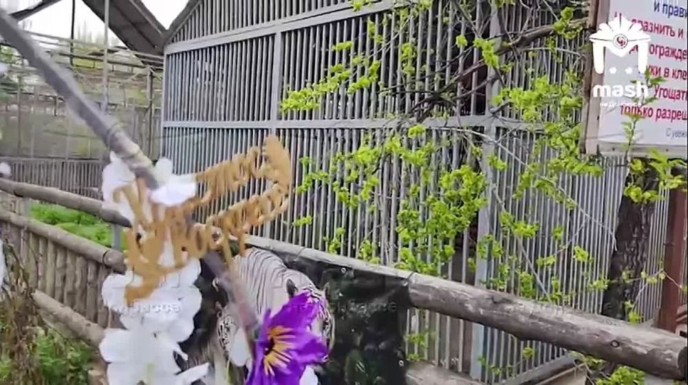 Тигрица, которая загрызла сотрудника зоопарка, недавно родила