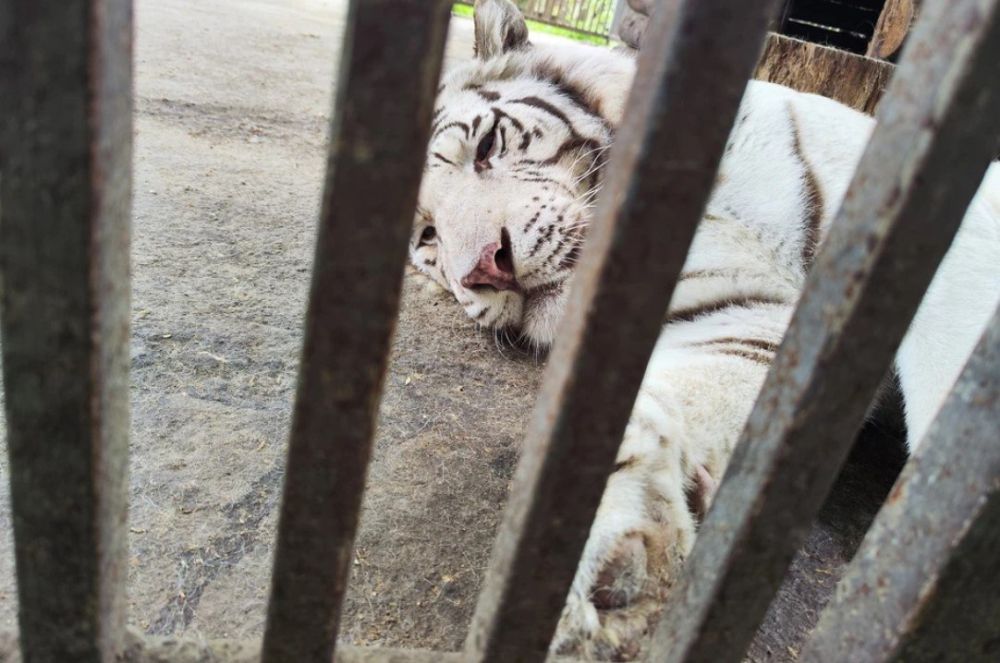 Мужчина, которого белый тигр насмерть загрыз в Мариуполе, ранее работал в крымском зоопарке