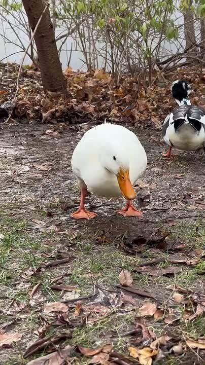 Доброе утро, Мариуполь!. Начните день с улыбки и хороших мыслей, и он обязательно станет удачным! National Geographic Чтобы всегда быть в курсе актуальных новостей, подписывайтесь на социальные сети нашего телеканала:...