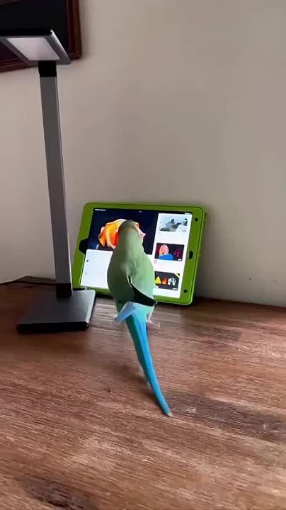   , !