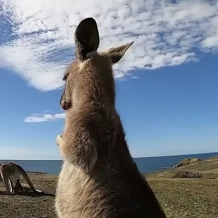  , !
