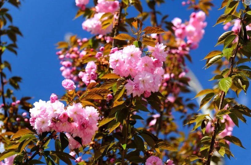 Погода на новых территориях России