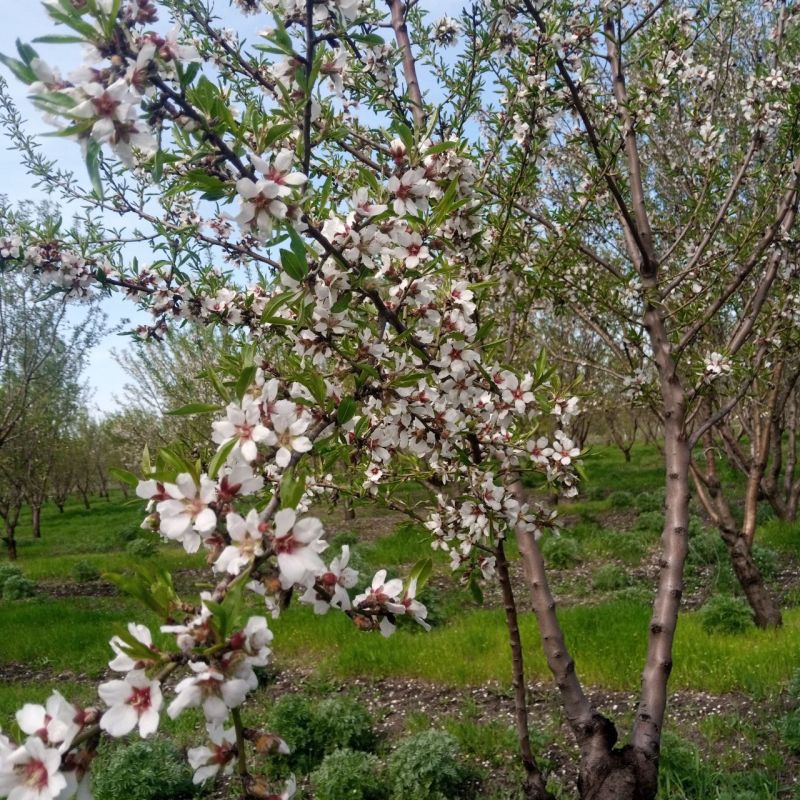 Под Мариуполем провели научный эксперимент с пчелами