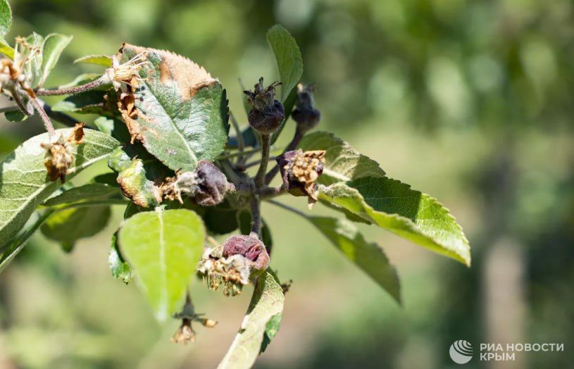 Погода на новых территориях России