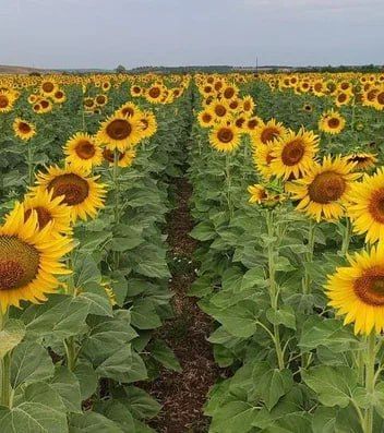 Почему стало то жарко, то холодно?