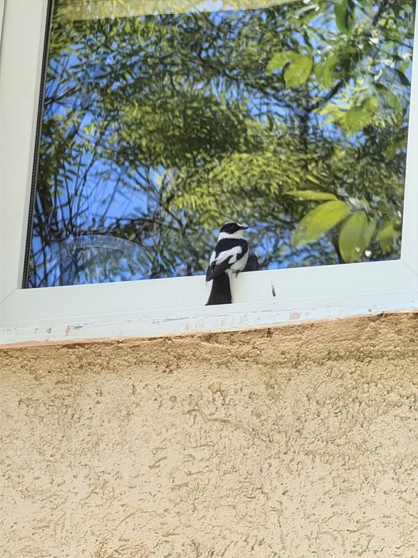 В городе селится все больше певичих птиц