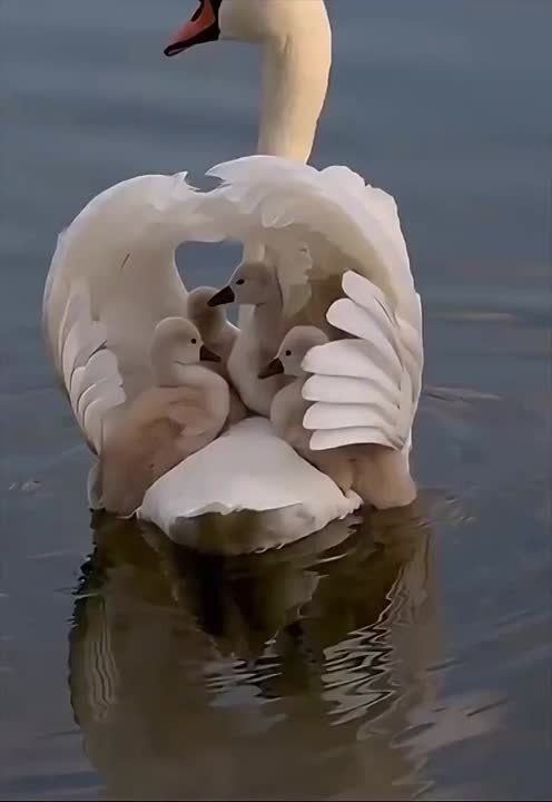   , !