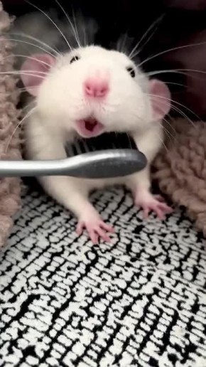   , !