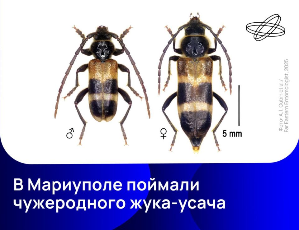          -  Semanotus bifasciatus