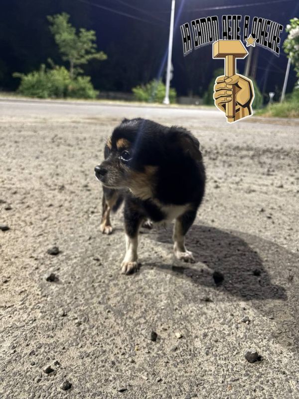 #нампишут. Возле моря в Мариуполе, около пирса ходит собачка, по виду домашняя, хромает