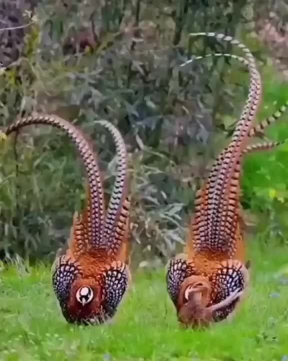   , !