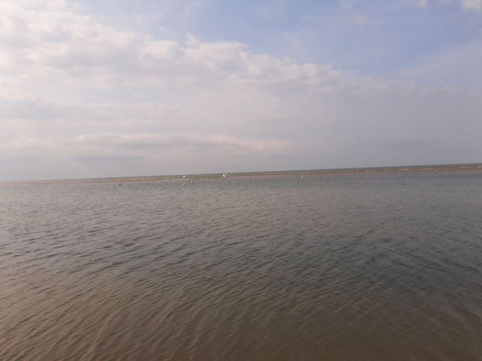 Левобережный пляж облюбовали белые цапли