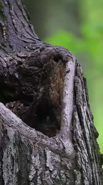   , !