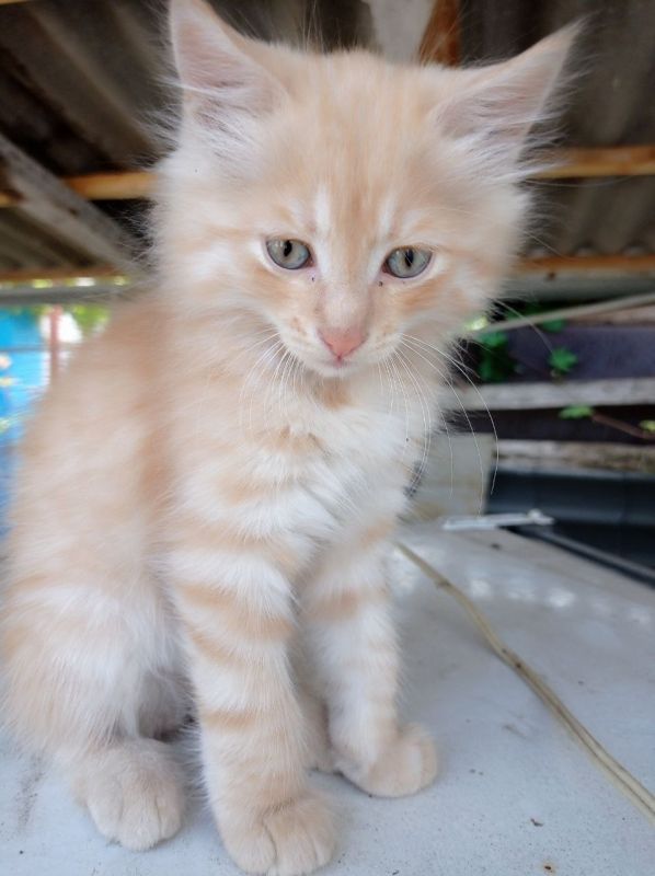 Подарите им дом!. 85% бездомных животных – бывшие домашние Подарите им дом!. 85% бездомных животных – бывшие домашние