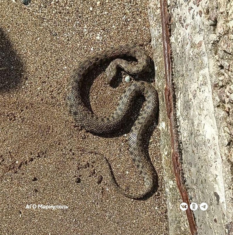 С улучшением экологической обстановки в прибрежных зонах Мариуполя выросла популяция водяных ужей