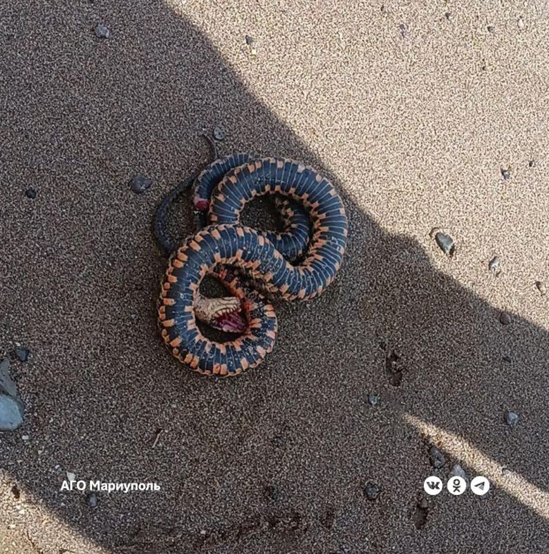 С улучшением экологической обстановки в прибрежных зонах Мариуполя выросла популяция водяных ужей С улучшением экологической обстановки в прибрежных зонах Мариуполя выросла популяция водяных ужей