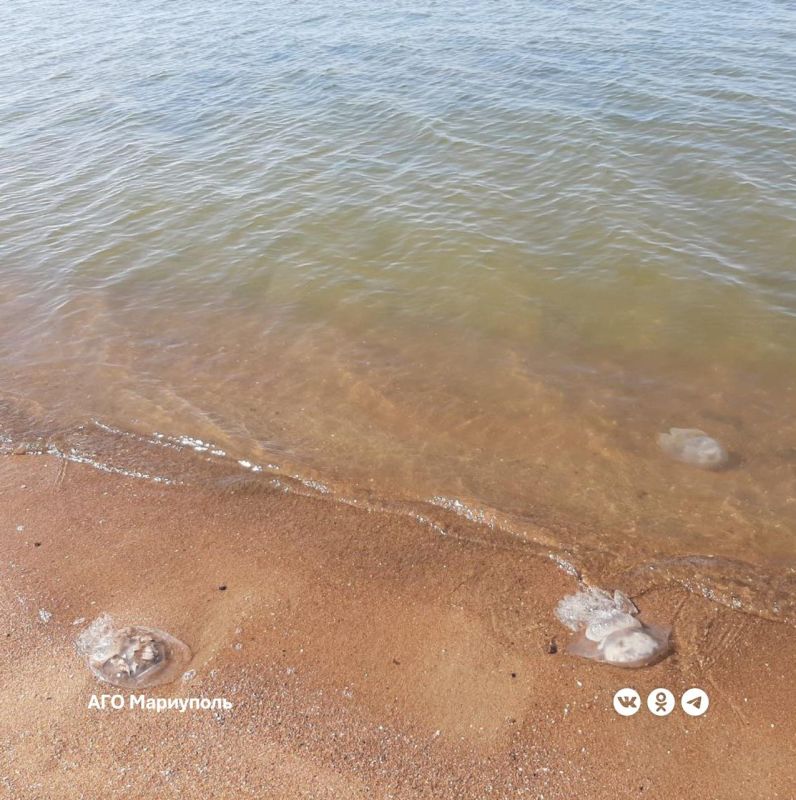 В прибрежной зоне Мариуполя стало меньше медуз