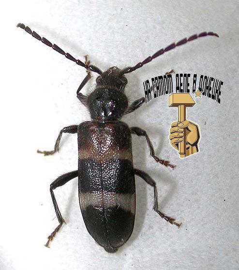         -    (Semanotus bifasciatus),       