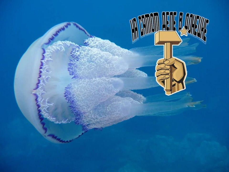 Возле Мариуполя в Азовском море стало меньше медуз