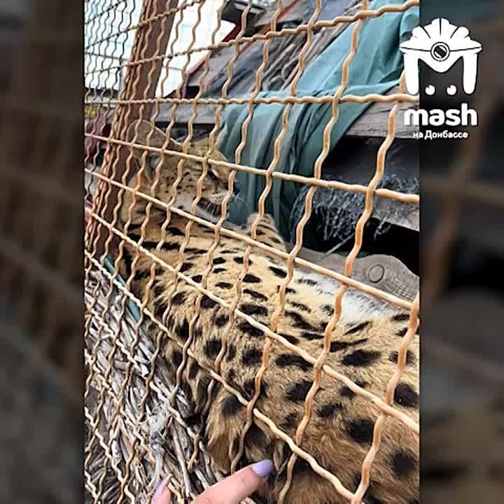 На видео — админ Mash на Донбассе леопард из мариупольского зоопарка