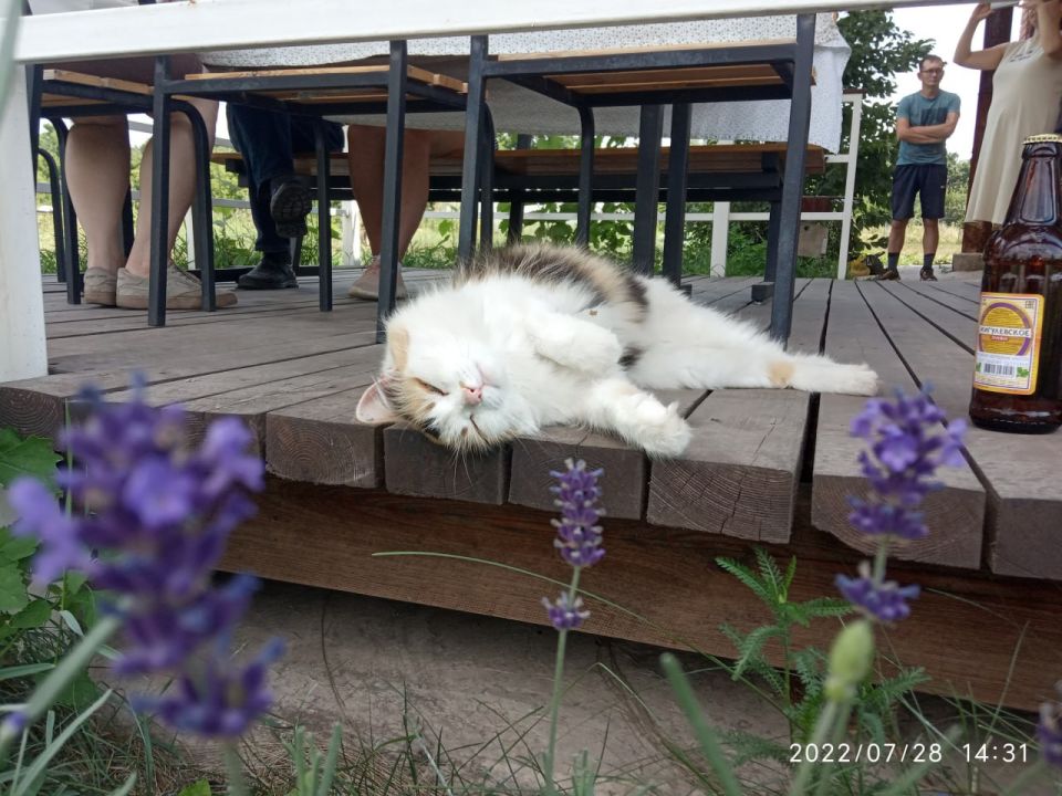 С Днем «меховых цветов»!. Сегодня, 8 августа, отмечается Всемирный день кошек – инициировал дату Международный фонд по защите животных Animal Welfare С Днем «меховых цветов»!. Сегодня, 8 августа, отмечается Всемирный день кошек – инициировал дату Международный фонд по защите животных Animal Welfare