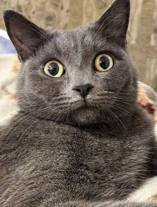 С Днем «меховых цветов»!. Сегодня, 8 августа, отмечается Всемирный день кошек – инициировал дату Международный фонд по защите животных Animal Welfare С Днем «меховых цветов»!. Сегодня, 8 августа, отмечается Всемирный день кошек – инициировал дату Международный фонд по защите животных Animal Welfare