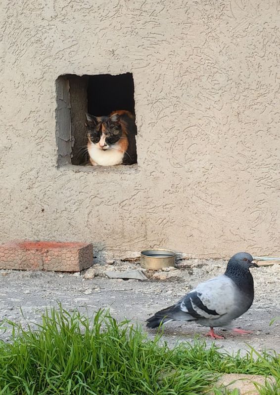 С Днем «меховых цветов»!. Сегодня, 8 августа, отмечается Всемирный день кошек – инициировал дату Международный фонд по защите животных Animal Welfare С Днем «меховых цветов»!. Сегодня, 8 августа, отмечается Всемирный день кошек – инициировал дату Международный фонд по защите животных Animal Welfare