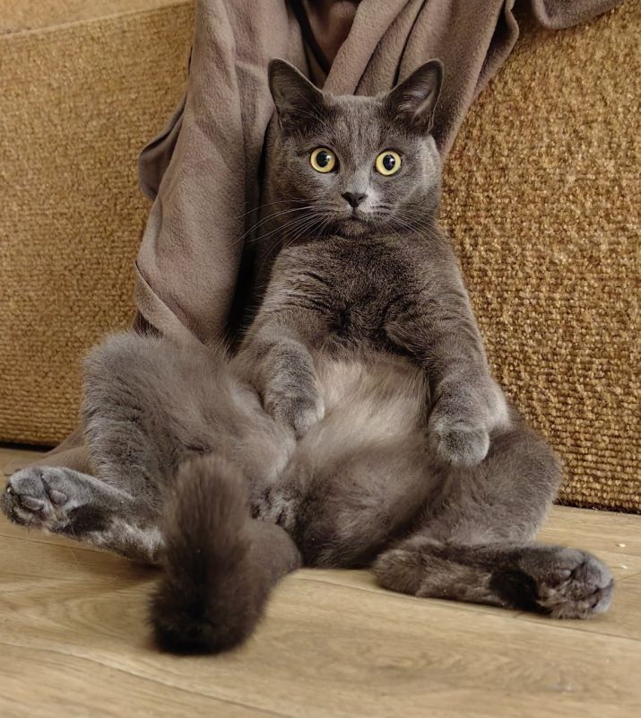 С Днем «меховых цветов»!. Сегодня, 8 августа, отмечается Всемирный день кошек – инициировал дату Международный фонд по защите животных Animal Welfare С Днем «меховых цветов»!. Сегодня, 8 августа, отмечается Всемирный день кошек – инициировал дату Международный фонд по защите животных Animal Welfare