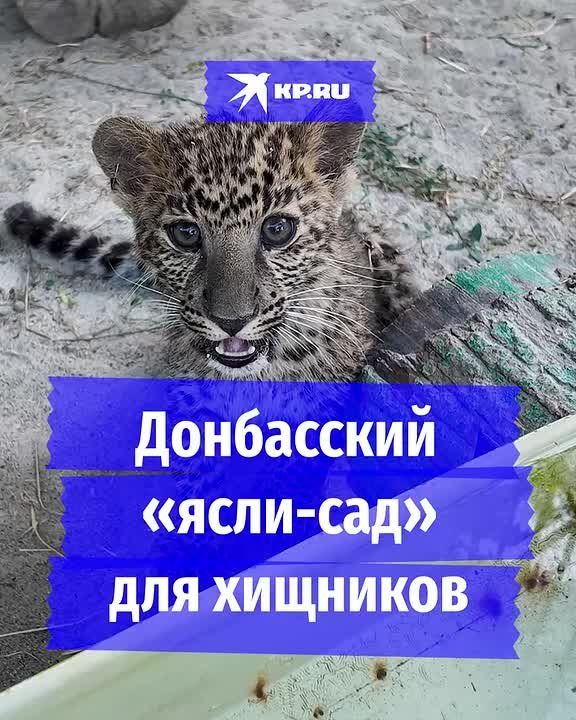 Донбасский «ясли-сад» для хищников: Как в Урзуфе выхаживают малышей из Мариупольского зоопарка