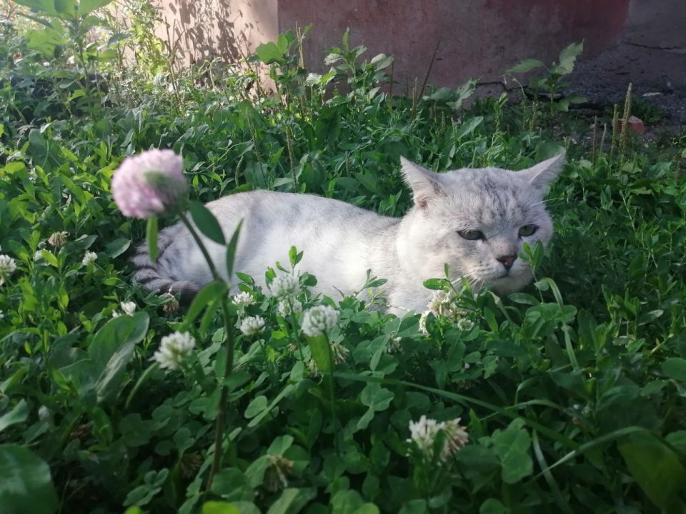 С Днем «меховых цветов»!. Сегодня, 8 августа, отмечается Всемирный день кошек – инициировал дату Международный фонд по защите животных Animal Welfare С Днем «меховых цветов»!. Сегодня, 8 августа, отмечается Всемирный день кошек – инициировал дату Международный фонд по защите животных Animal Welfare