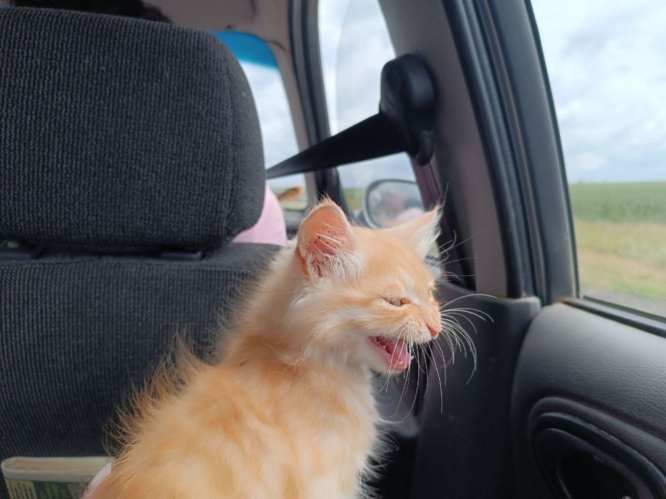 С Днем «меховых цветов»!. Сегодня, 8 августа, отмечается Всемирный день кошек – инициировал дату Международный фонд по защите животных Animal Welfare С Днем «меховых цветов»!. Сегодня, 8 августа, отмечается Всемирный день кошек – инициировал дату Международный фонд по защите животных Animal Welfare