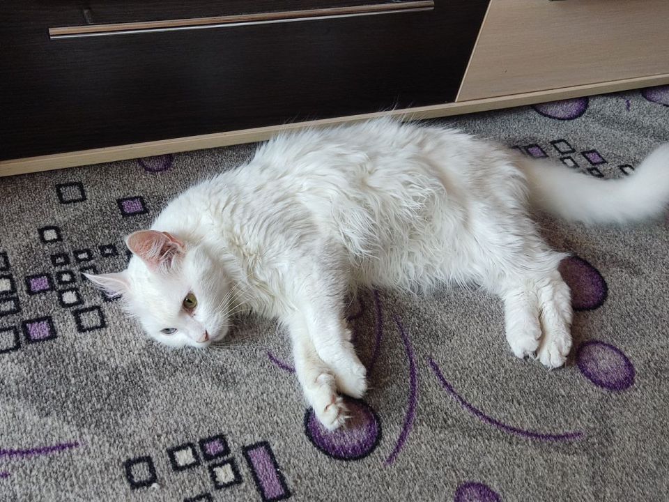 С Днем «меховых цветов»!. Сегодня, 8 августа, отмечается Всемирный день кошек – инициировал дату Международный фонд по защите животных Animal Welfare С Днем «меховых цветов»!. Сегодня, 8 августа, отмечается Всемирный день кошек – инициировал дату Международный фонд по защите животных Animal Welfare