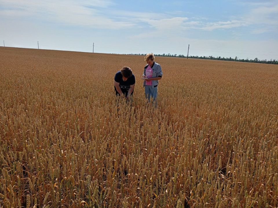 Семенным посевам в ДНР присвоили знак качества
