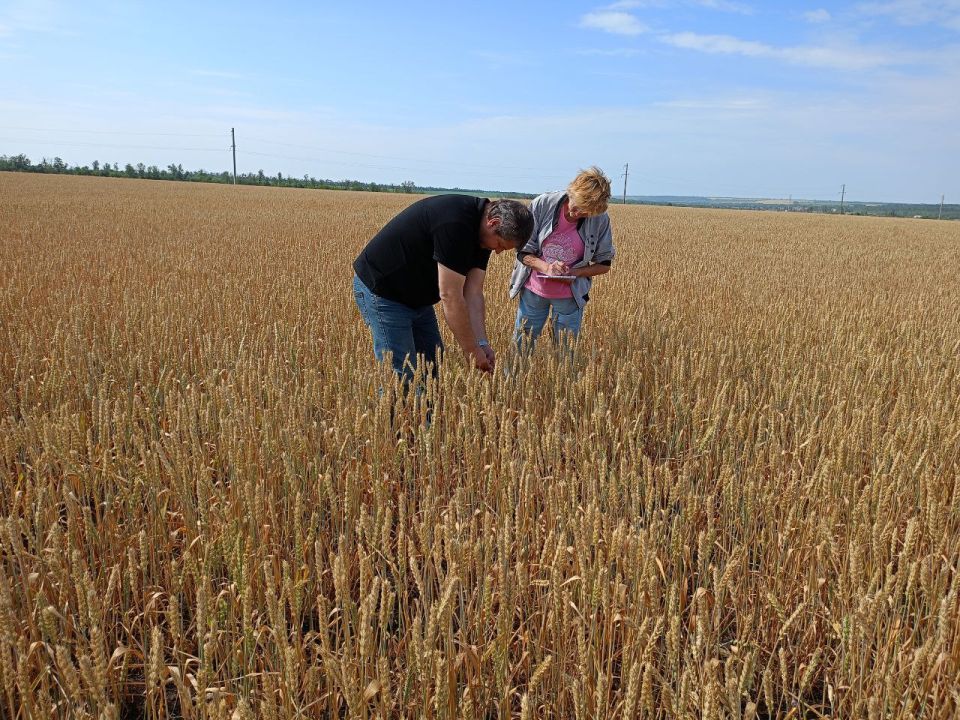 Семенным посевам в ДНР присвоили знак качества Семенным посевам в ДНР присвоили знак качества