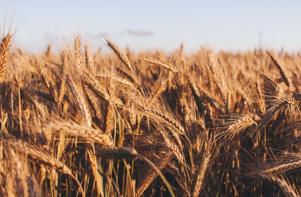 В ДНР рассматривают введение режима ЧС в сельском хозяйстве