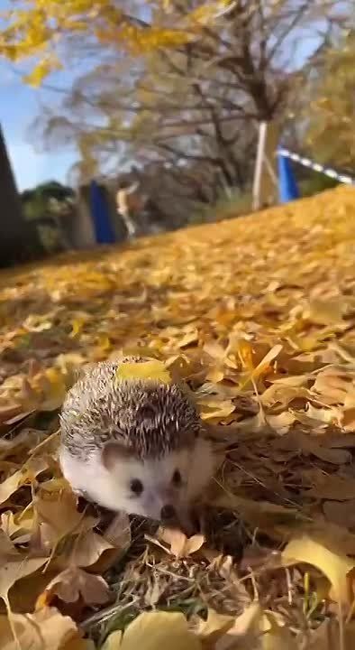  , !. , ,   !    ,     ,       